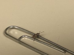 Calomycterus setarius