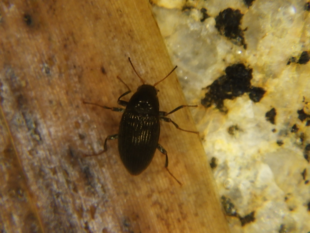 Neoriohelmis