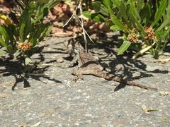 Acanthocercus yemensis