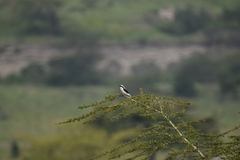 Lanius excubitoroides