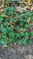Cardamine tenera