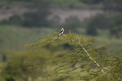 Lanius excubitoroides