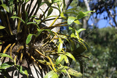 Dendrobium x gracillimum
