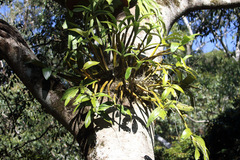 Dendrobium x gracillimum