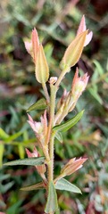 Bossiaea cinerea