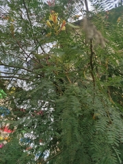 Erythrostemon gilliesii
