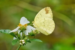 Eurema blanda arsakia
