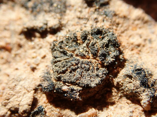 Heppia lutosa