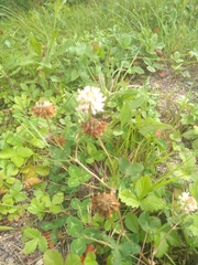 Trifolium hybridum