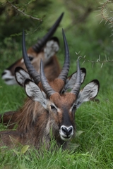 Kobus ellipsiprymnus defassa