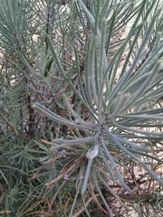 Euryops tenuissimus