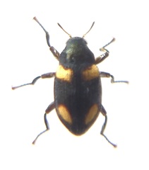 Heterlimnius nitidus