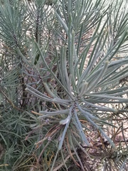Euryops tenuissimus