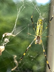Trichonephila clavata