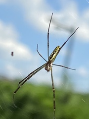 Trichonephila clavata