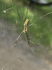 Trichonephila clavata