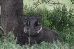Phacochoerus africanus massaicus