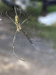 Trichonephila clavata