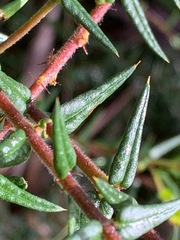 Bossiaea cinerea