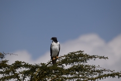 Buteo augur