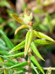 Bossiaea cinerea
