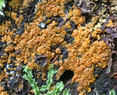 Orbilia xanthostigma