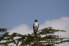 Buteo augur