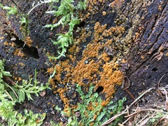 Orbilia xanthostigma