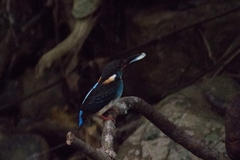 Alcedo peninsulae