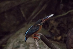 Alcedo peninsulae