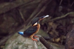 Alcedo peninsulae