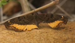 Eurytela dryope