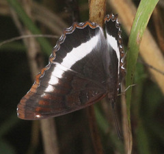Eurytela hiarbas