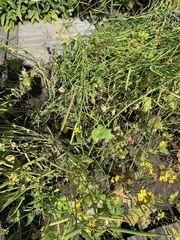 Brassica rapa oleifera