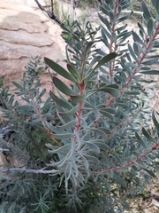 Protea nitida
