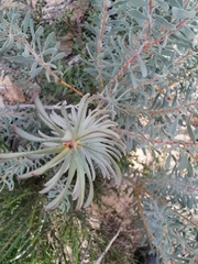 Protea nitida