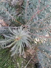 Protea nitida