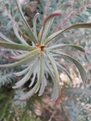 Protea nitida