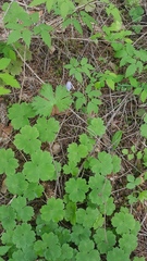 Hepatica transsilvanica