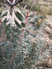 Protea nitida