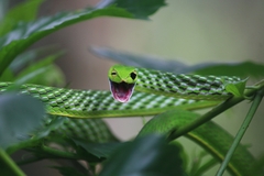 Ahaetulla farnsworthi