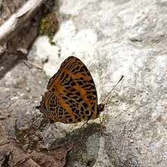 Symbrenthia niphanda