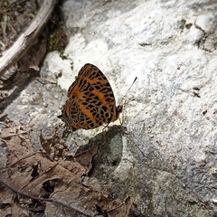 Symbrenthia niphanda