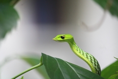 Ahaetulla farnsworthi