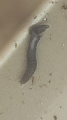 Dendrocoelum