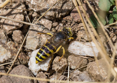 Bembix tarsata