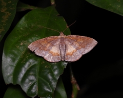 Fascellina meligerys