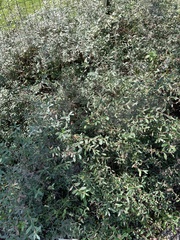 Salix repens repens
