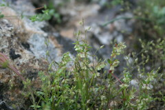 Callipeltis cucullaris