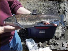 Klamath Largescale Sucker photo 2